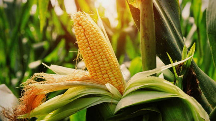 Новый фильтр. Кукуруза может очистить до 98% воды — исследование