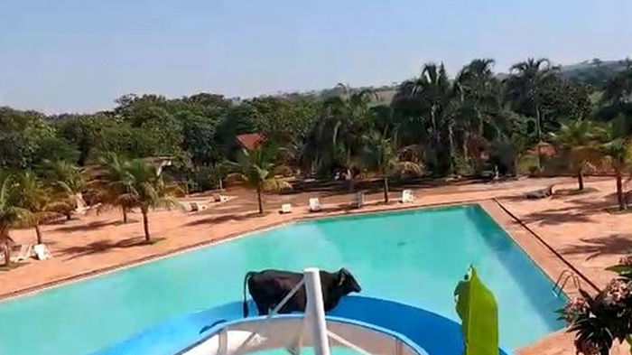 В Бразилии бык сбежал от убоя в аквапарк (видео)