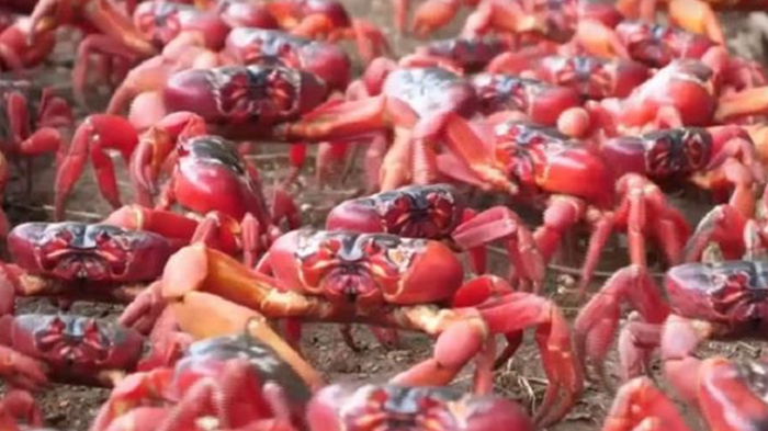 Остров Рождества заполнили миллионы красных крабов (видео)