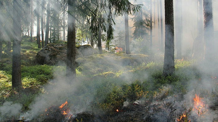 Неандертальцы выжигали леса в Европе, чтобы охотиться — исследование