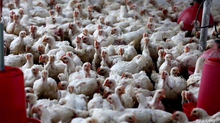 В Японии уничтожат 130 тысяч кур из-за птичьего гриппа