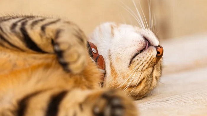 Котики не могут, у них лапки: Сытая и беззаботная жизнь домашних кошек уменьшила их мозг