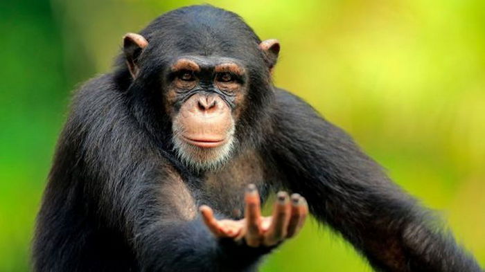 Ученые впервые обнаружили у шимпанзе признаки эмпатии
