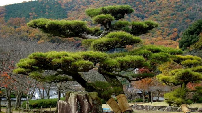 Японские деревья «сошли с ума» после аварии на АЭС Фукусима, – исследование