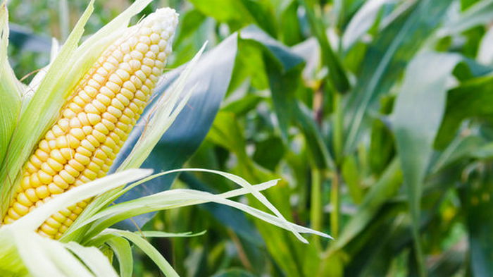 Фермеры ЕС вынуждены переходить на ГМО-корма
