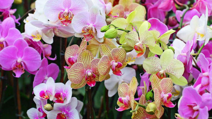 «Витаминный всплеск» для орхидеи! Вот как реанимировать цветок и заставить его цвести