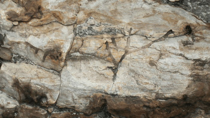 Древнее первых животных на Земле. Ученые выяснили, кому принадлежат окаменелые норы в Австралии