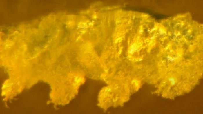 Застыла в янтаре 16 млн лет назад: ученые обнаружили новый вид древней тихоходки