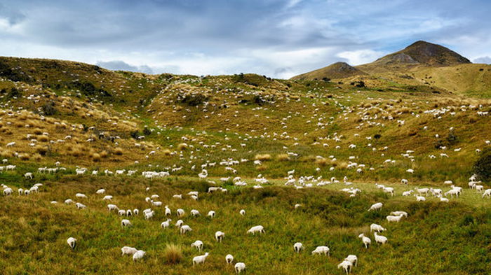 Глобальное потепление. Новая Зеландия готовит налог на парниковые газы от коров и овец