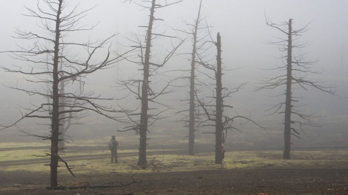 Ученые узнали, как мертвые деревья влияют на углеродный цикл Земли