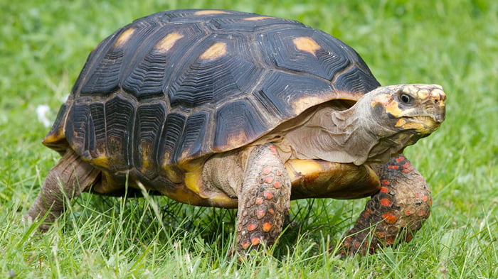 5 цікавих фактів про черепах