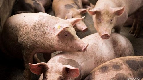 Французские ученые восстановили клетки мертвых свиней