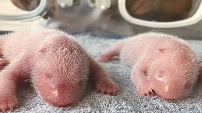 В Китае родились гигантские панды-близнецы