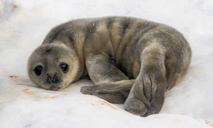 Украинские полярники показали первых новорожденных тюленят: мимишность зашкаливает (фото)