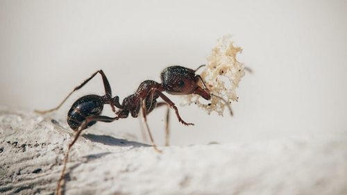 Ученые подсчитали количество муравьев на Земле