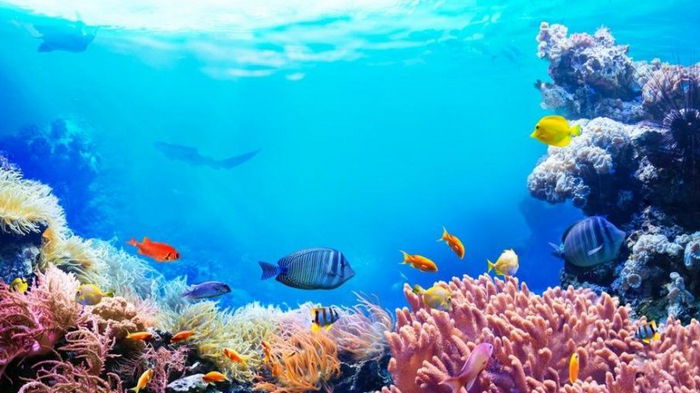Разрушение океанической экосистемы может разорить человечество уже через 25 лет, — ученые