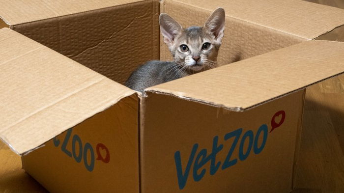 Ученые рассказали, почему кошки так сильно любят сидеть в коробках (видео)