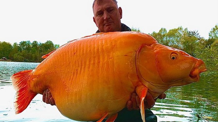 Во Франции поймали самую большую золотую рыбку (видео)