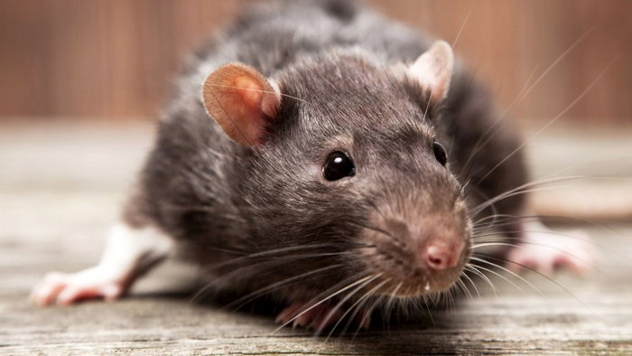 Уничтожение крыс: почему это так важно