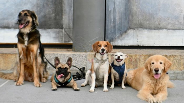 Разнообразный друг человека: ученые выяснили, когда древние собаки стали разделяться на породы