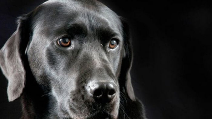Собаки не могут узнавать лица своих хозяев, – ученые