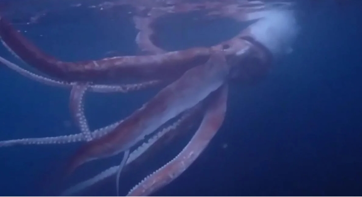 Пара сняла редкие кадры гигантского кальмара у берегов Японии (видео)