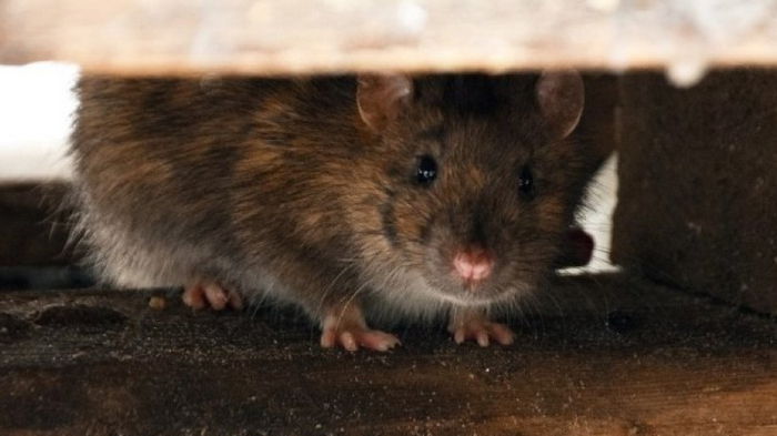 Ученые предполагают, что крыс несправедливо обвинили в распространении чумы