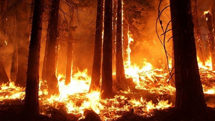 В Чили бушуют лесные пожары, есть погибшие