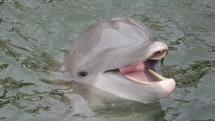 Дельфины кричат, чтобы услышать друг друга в чрезмерно шумном океане