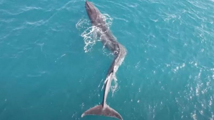 В море обнаружен огромный кит со сколиозом: как такое может быть (видео)