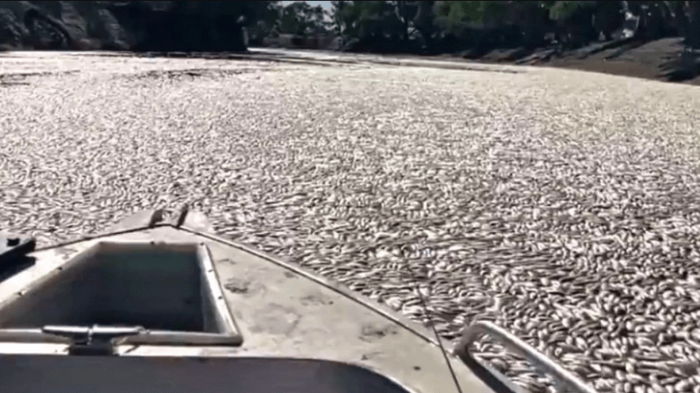 Катастрофа стала причиной засорения реки миллионами тушек гниющей рыбы