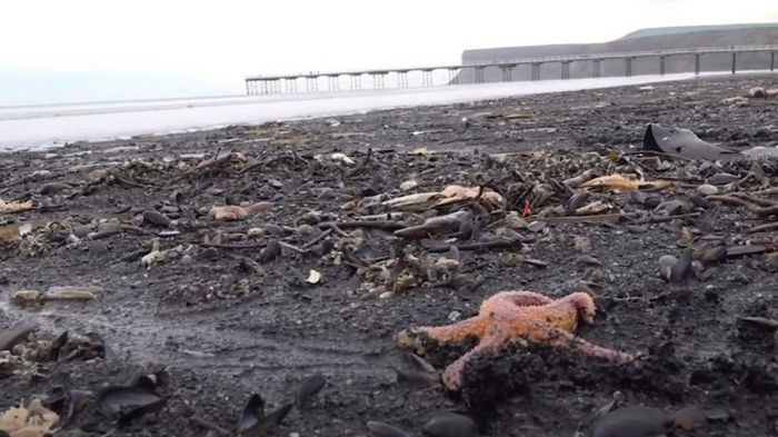 Зловещее место. Тысячи моллюсков умирают на пляже, где два года назад массово погибли ракообразные
