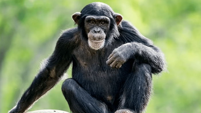 Ученые считают, что шимпанзе-подростки бунтуют также, как и люди