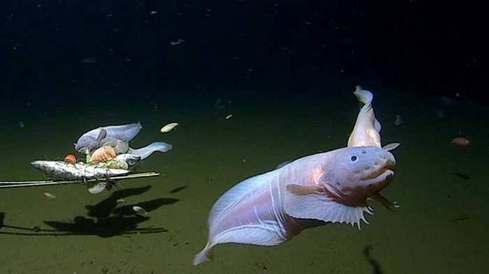 Ученые обнаружили самую глубоководную рыбу в мире (видео)