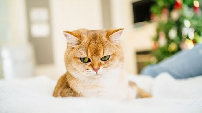 В Японии пугающее поведение кошек стало предупреждением о крупной катастрофе