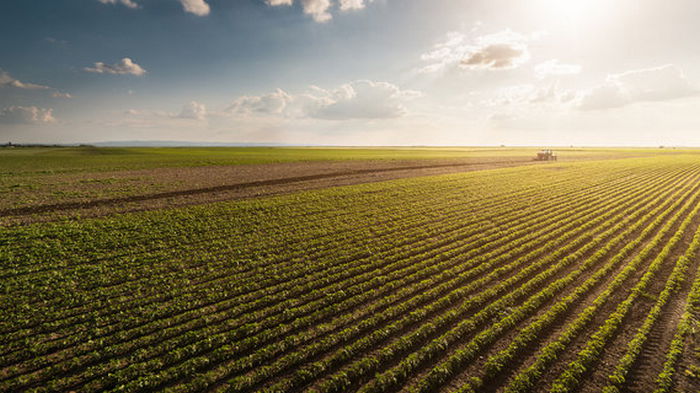 Украина засеяла более 3,5 млн гектаров зерновых