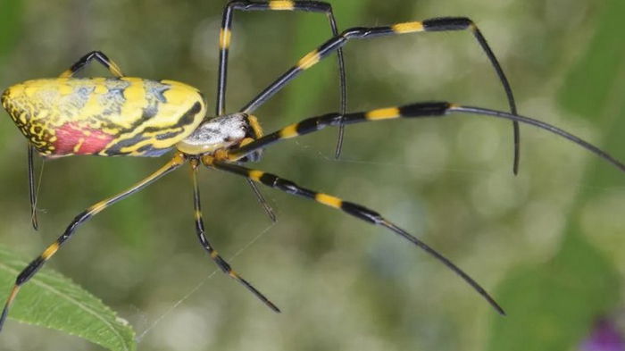 Нежные гиганты. Ученые обнаружили, что одни из самых больших пауков в мире крайне застенчивы