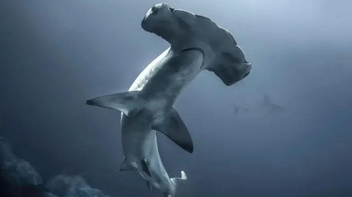 Ученые раскрыли секрет хладнокровия акул-молотов: проделывают трюк, чтобы согреться во время охоты