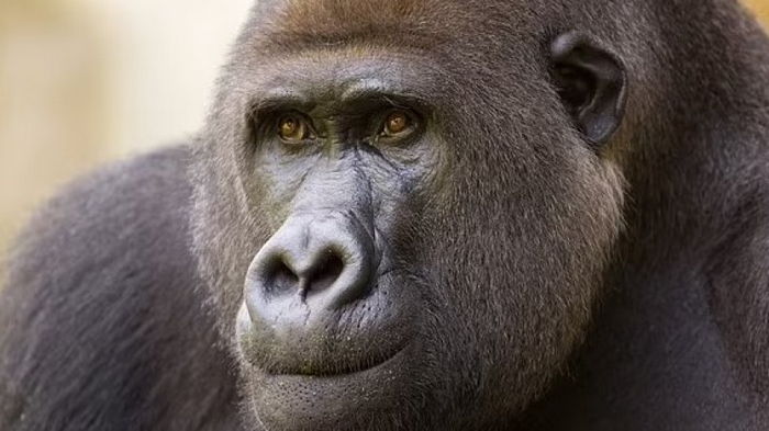 Как не заметить бегущую гориллу в комнате: ученые объясняют феномен «невнимательной слепоты» (видео)