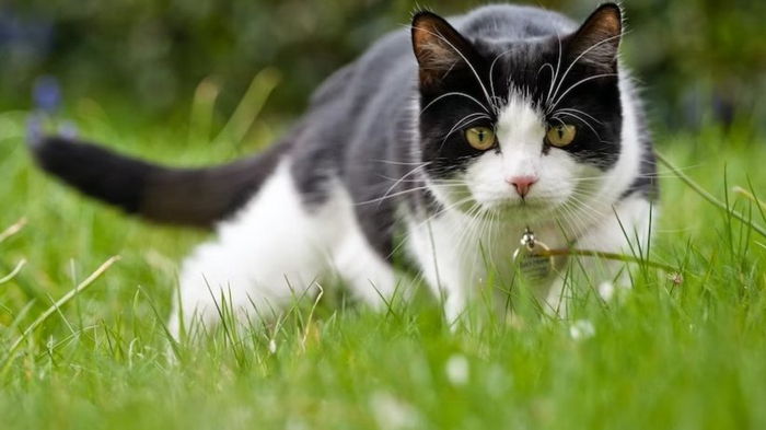 Стоит ли отпускать кошку гулять на улицу: названы три смертельные опасности
