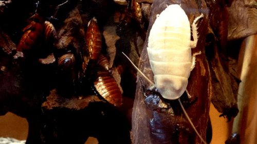 Бледные как смерть: тараканы-альбиносы гораздо более редкий феномен, ч...