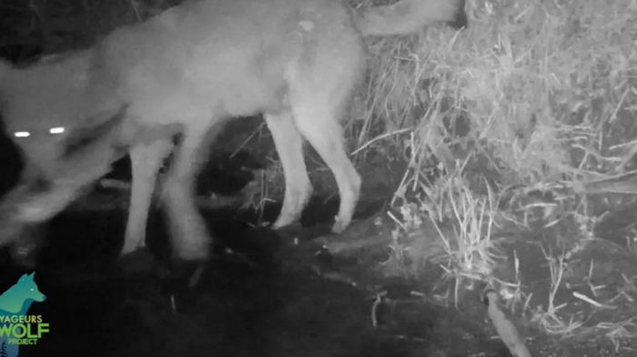 Любители ночной рыбалки. Ученые засняли странное поведение волков в Миннесоте (видео)