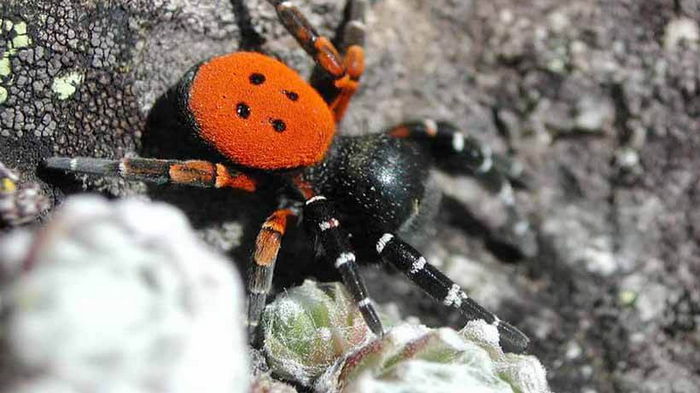В Украине обнаружили редкого паука: укус опасен