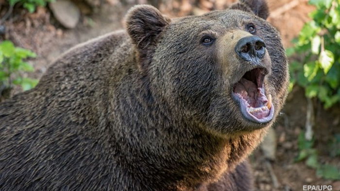 В РФ медведь напал на четырех человек, есть погибший