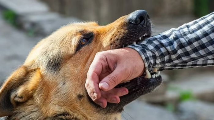 Ученые выяснили, когда собаки чаще кусают людей