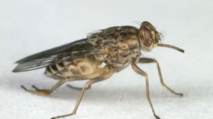 Ученые нашли эффективный способ борьбы с надоедливыми мухами: потребуется что-то голубое