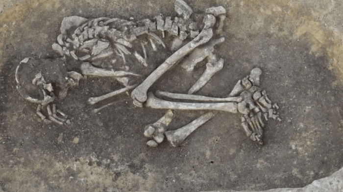 Косила людей еще 4 тыс. лет назад: в Австрии нашли древние возбудители Черной смерти