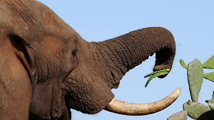 Настоящие гурманы. Ученые выяснили, что слоны, как и люди, ненавидят есть одно и то же