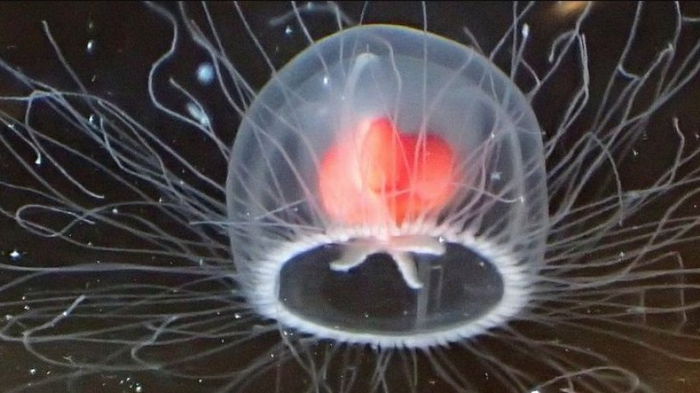 Секрет вечной жизни миллионы лет хранился на дне океана: его таит медуза, пожирающая себя (видео)