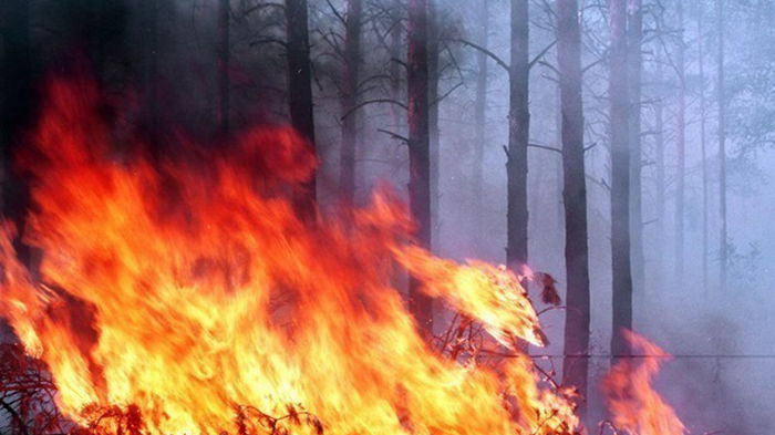 В Киевской области и некоторых других объявлена пожарная опасность